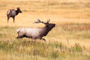 Hunting Trips in North America