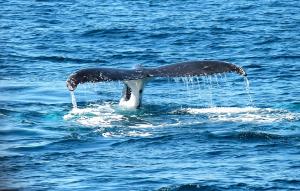 The Oxnard Convention | Oxnard, California | Whale Watching