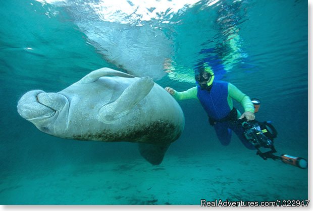 'Don't stop yet' | Snorkeling with Manatees in Crystal River | Image #5/8 | 