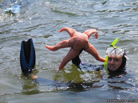 Snorkeling Treasure: Giant Pink Star