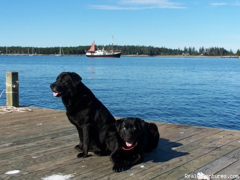 Our ship's dogs! | Eco Sailing Expeditions | Image #2/11 | 