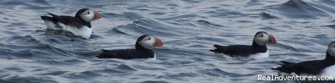 Puffins! | Eco Sailing Expeditions | Image #5/11 | 