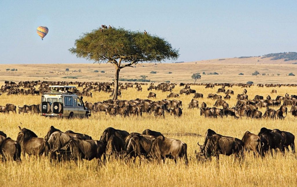 Kenya Tanzania Wildlife Safaris  | Image #2/4 | 