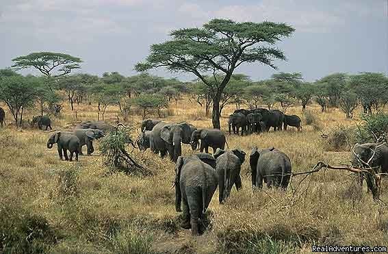 Elephant herd at Serengeti National Park  | Kenya Tanzania Wildlife Safaris  | Image #3/4 | 