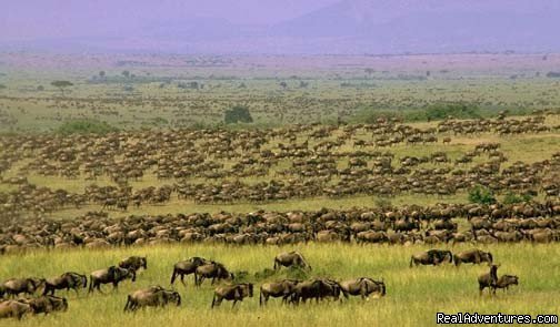 Wildlife migration | Kenya Tanzania Wildlife Safaris  | Image #4/4 | 