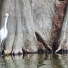 Florida Bird Watching with a Twist Snowy Egret