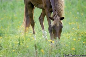 Shangrila Guest Ranch horseback riding, near NC | South Boston, Virginia | Horseback Riding & Dude Ranches