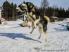 Northern light tour by dogsled in Swedish Lapland. | Lycksele, Sweden