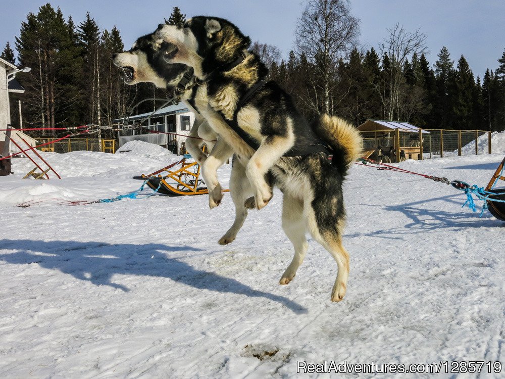 Northern light tour by dogsled in Swedish Lapland. | Lycksele, Sweden | Dog Sledding | Image #1/5 | 