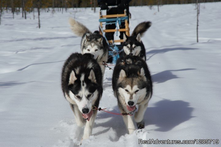 Northern light tour by dogsled in Swedish Lapland. | Image #3/5 | 