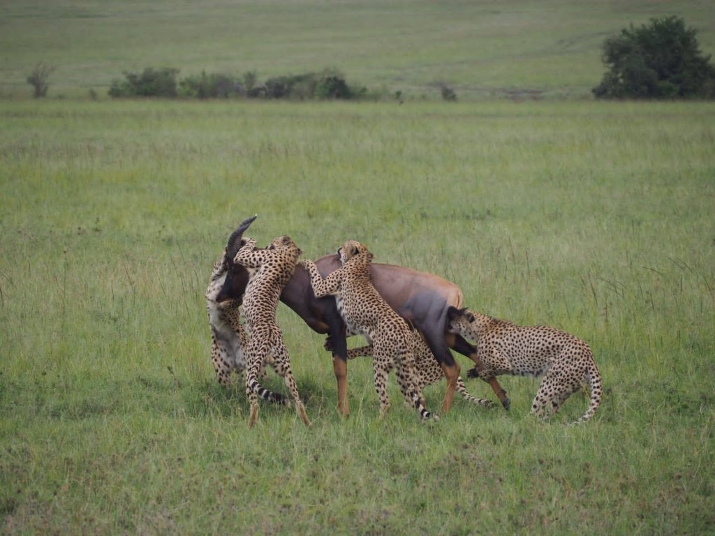 Masai Mara | 4 Days Kenya Budget Safari Nairobi-maasai Mara-lak | Nairobi Kenya, Kenya | Sight-Seeing Tours | Image #1/3 | 