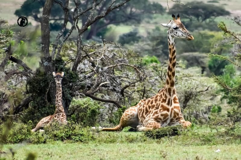 Masai Mara | 4 Days Kenya Budget Safari Nairobi-maasai Mara-lak | Image #3/3 | 
