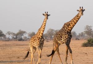 Experience Affordable Namibia -SAT02 | Windhoek, Namibia | Wildlife & Safari Tours