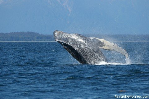Breaching whale | Glacier Bay's Bear Track Inn | Image #4/4 | 