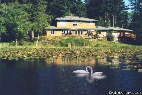 Trumpeters on Otters Pond | Otters Pond Bed and Breakfast on Orcas Island | Image #2/4 | 