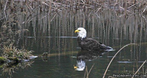Bathing bald eagle in Otters Pond | Otters Pond Bed and Breakfast on Orcas Island | Image #4/4 | 