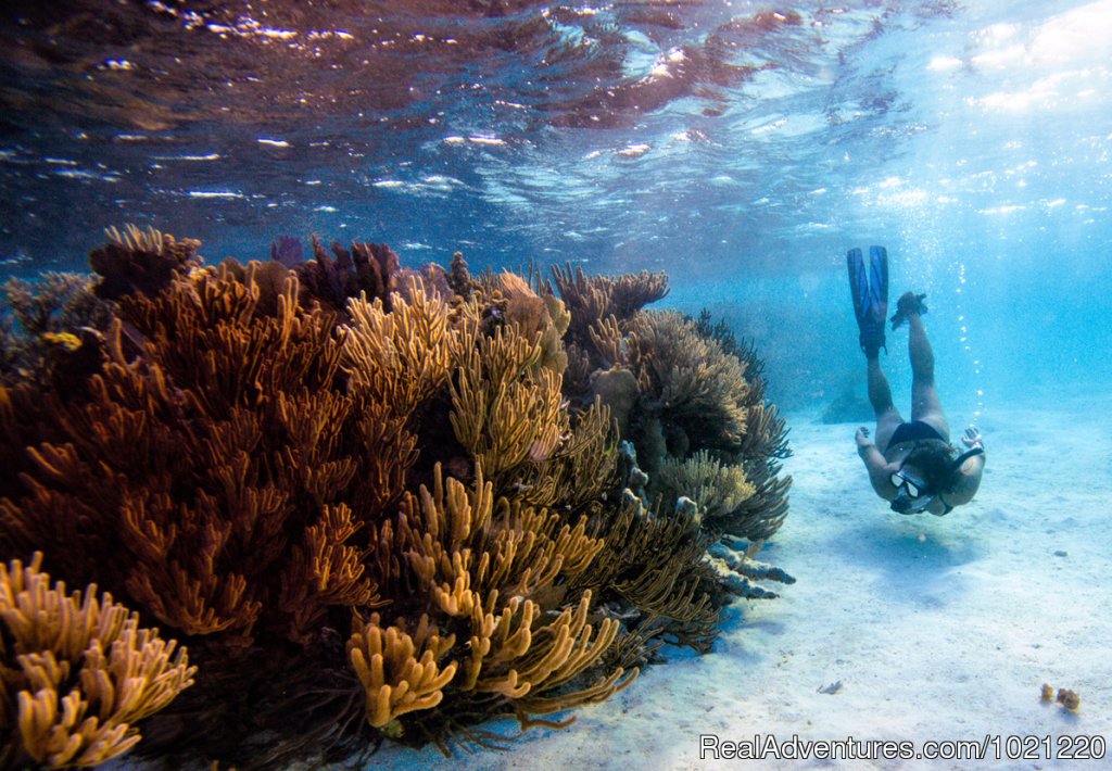 Snorkeling in Belize | Belize Adventure Island, Glover's Reef | Image #5/13 | 