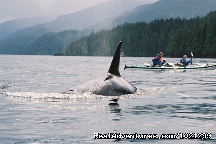 Kayak with orcas in BC. | Sea Kayak Vacations & Whale Adventures in Baja/BC | Image #15/25 | 