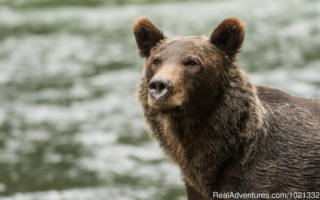 Grizzly Bear on the River | Grizzly Bear & Whale Tours | Campbell River, British Columbia  | Wildlife & Safari Tours | Image #1/15 | 