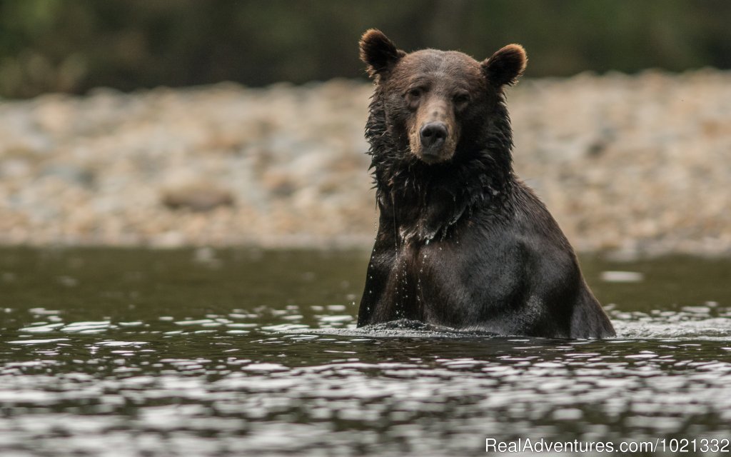 Grizzly Bear Looking for Salmon | Grizzly Bear & Whale Tours | Image #6/15 | 