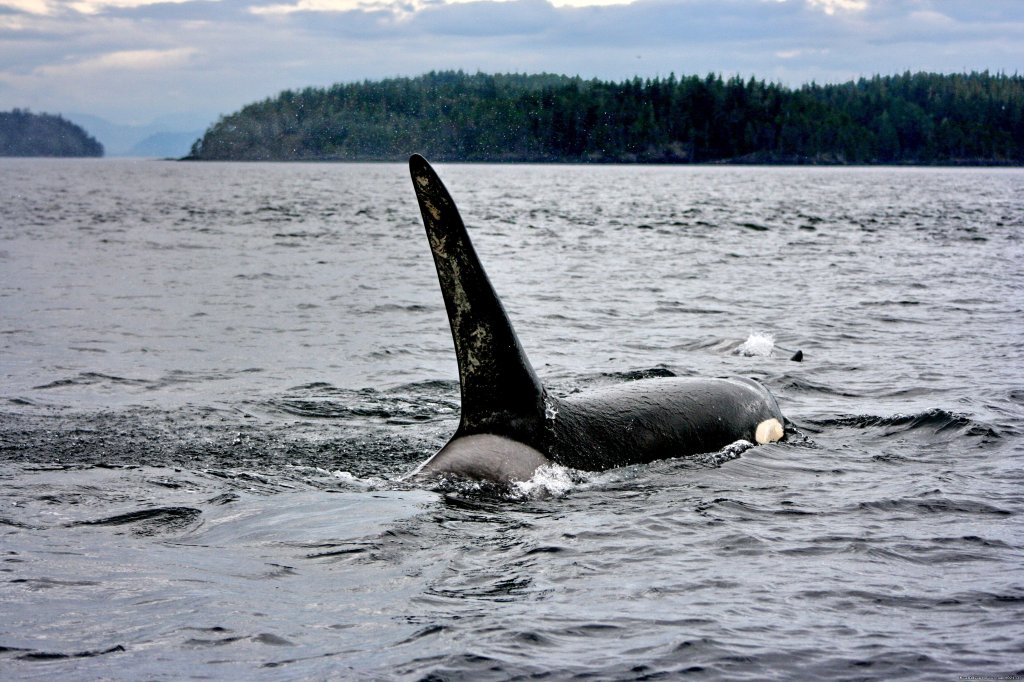 Orca | Grizzly Bear & Whale Tours | Image #8/15 | 
