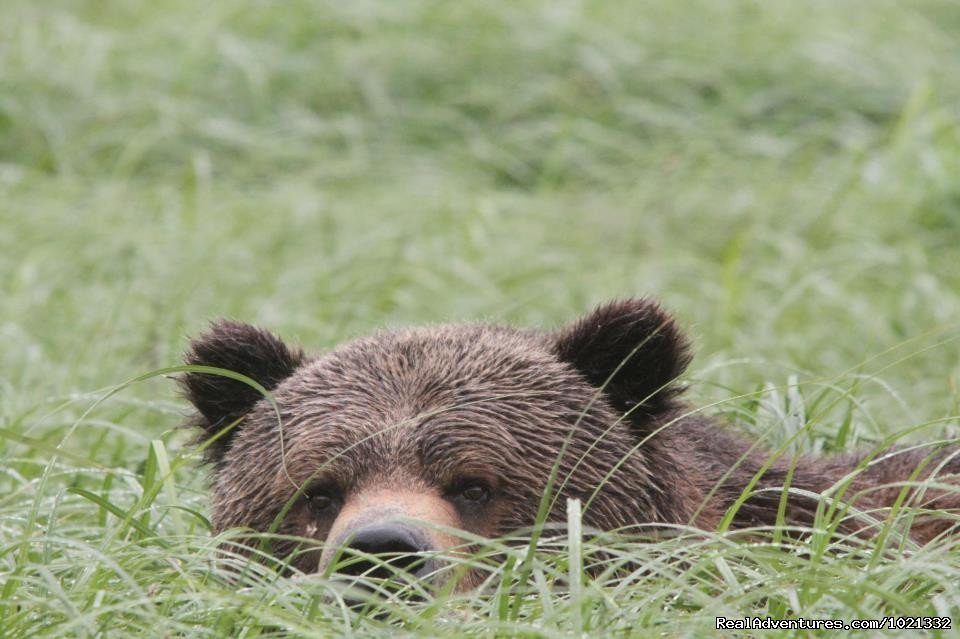 Grizzly | Grizzly Bear & Whale Tours | Image #10/15 | 