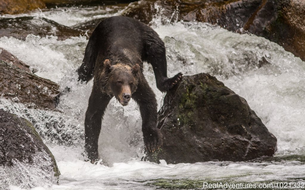 Fishing the River | Grizzly Bear & Whale Tours | Image #2/15 | 