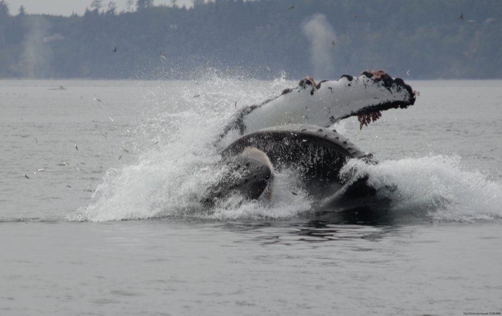 Humpback | Grizzly Bear & Whale Tours | Image #15/15 | 