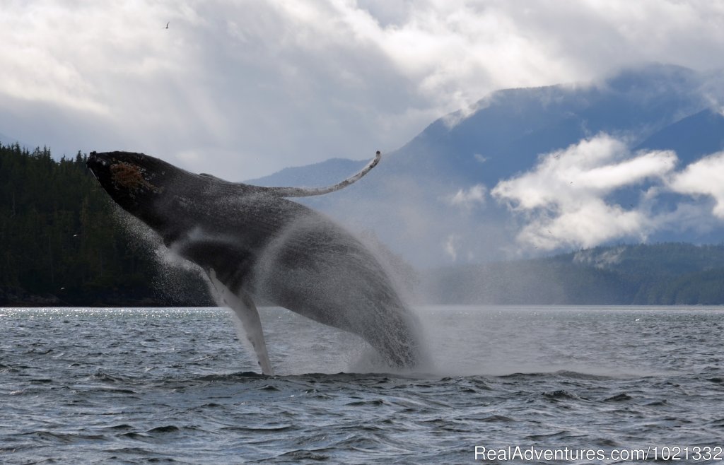 Humpback Breech | Grizzly Bear & Whale Tours | Image #5/15 | 