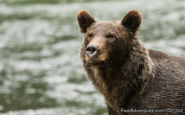 A Sailcone Grizzly & Orca Safari in Knight Inlet Photo