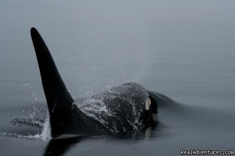 Male Orca | Grizzly Bear & Whale Tours | Image #14/15 | 