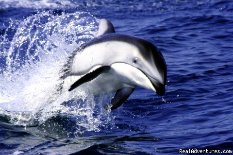 White-Sided Dolphin | Grizzly Bear & Whale Tours | Image #7/15 | 