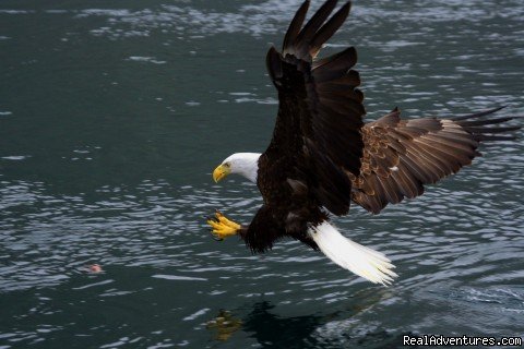 Bald Eagle | Grizzly Bear & Whale Tours | Image #11/15 | 