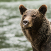 Canada Vacations - A Sailcone Grizzly & Orca Safari in Knight Inlet