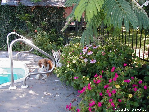 River Rose Inn Bed & Breakfast on the Ohio River: Swim with friends