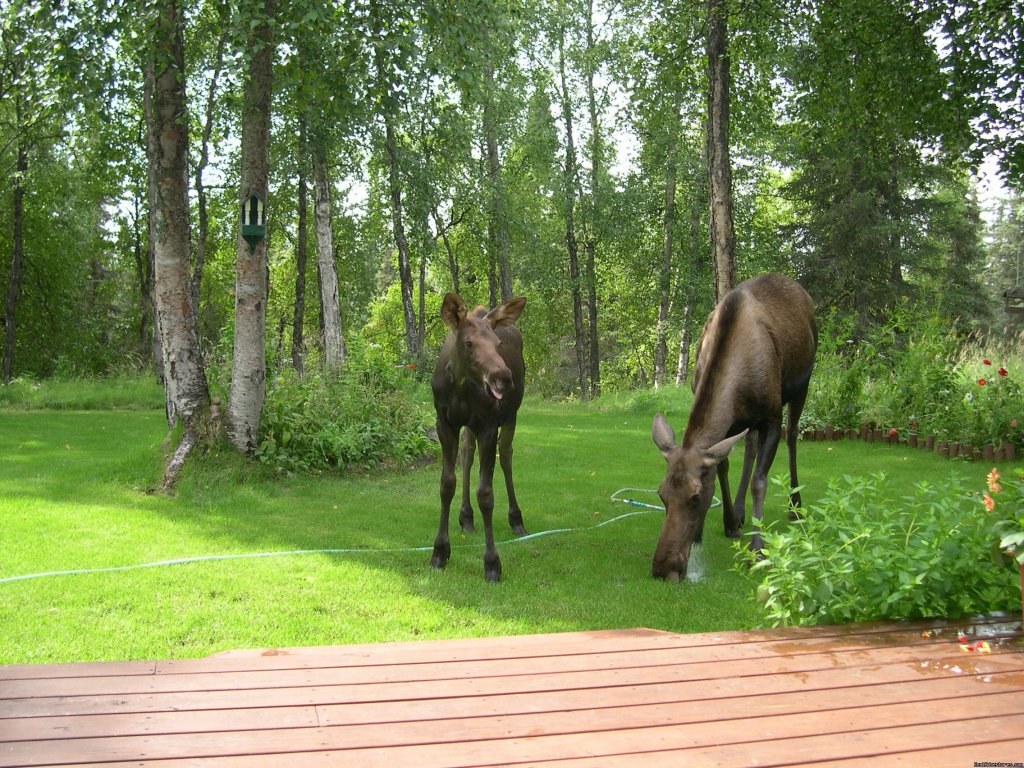 Visiting moose by the deck | Casperhouse B&b | Soldotna, Kenai Peninsula, Alaska  | Bed & Breakfasts | Image #1/2 | 