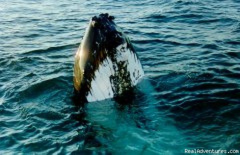 Skyhopping Humpback | Western Australian Whale Watch | Kalbarri, Australia | Whale Watching | Image #1/1 | 