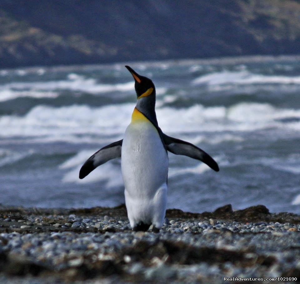 King penguin at Bahia Inutil , Tierra del Fuego | Discovering Patagonia Tour | Image #6/12 | 