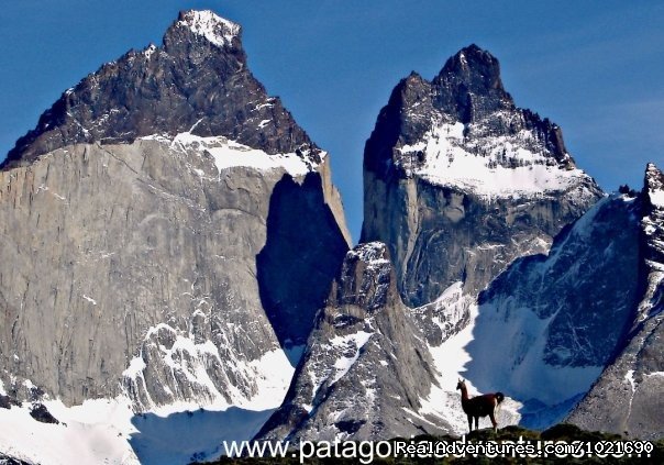Guanaco , Torres del Paine Nat Park | Discovering Patagonia Tour | Image #11/12 | 