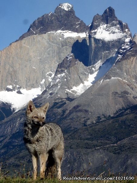 Gray fox , Torres del Paine Nat. Park | Discovering Patagonia Tour | Image #12/12 | 