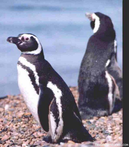 Magellanic Penguins | Discovering Patagonia Tour | Image #3/12 | 