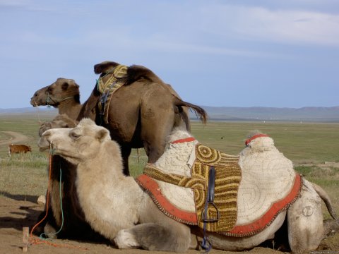 Mongolia Bactrian Camel Safari Samar Magic Tours