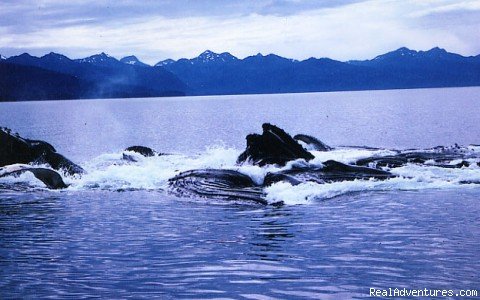 Group Cooperative Feeding Humpbacks | Alaska Yacht Charters aboard Discovery | Image #3/9 | 