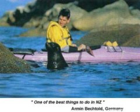 NZ Fur Seals | Ocean River Sea Kayaking - Abel Tasman | Image #2/4 | 