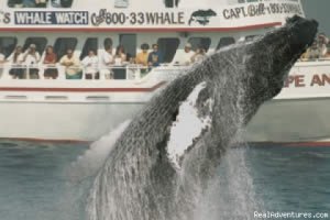 Capt. Bill & Sons Whale Watch | Gloucester, Massachusetts | Whale Watching
