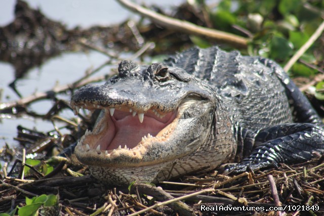 Everglades Day Safari American Alligator