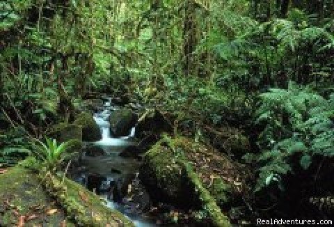Monteverde Cloud Forest habitat | Monteverde Lodge & Gardens near the Cloud Forest | San Jose, Costa Rica | Hotels & Resorts | Image #1/1 | 