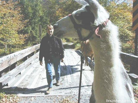 Waiting for his friend to catch up | New River Llama Treks | Image #2/4 | 