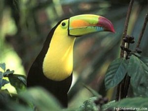 Costa Rica Connoisseur (9D/8N) | San Jose, Costa Rica | Sight-Seeing Tours