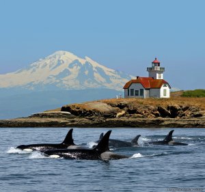 Whale Watching Adventure / Friday Harbor Cruise | Bellingham, Washington | Whale Watching